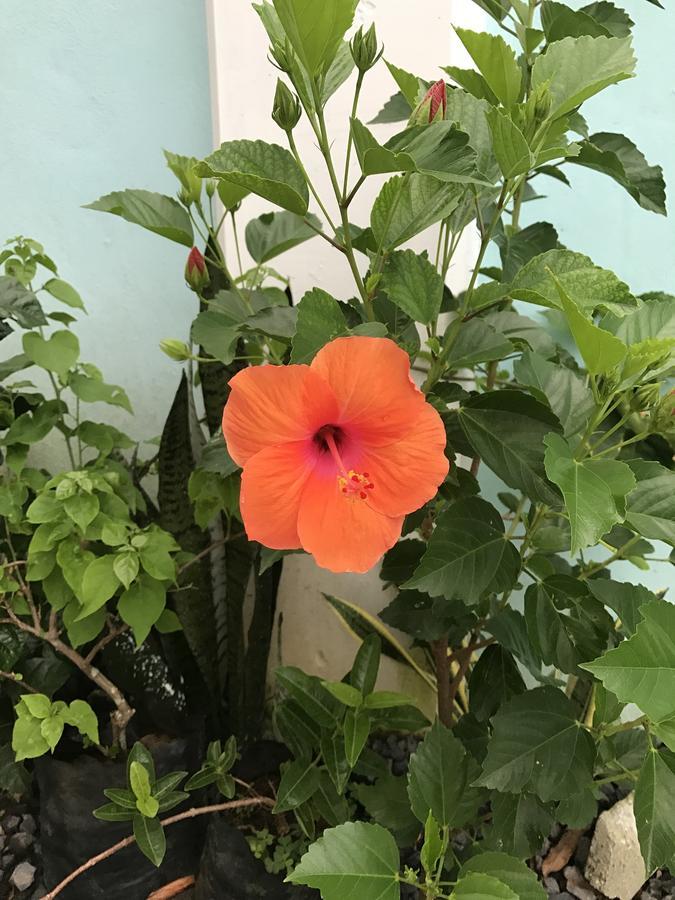 אפיה Samoana Boutique Hotel מראה חיצוני תמונה